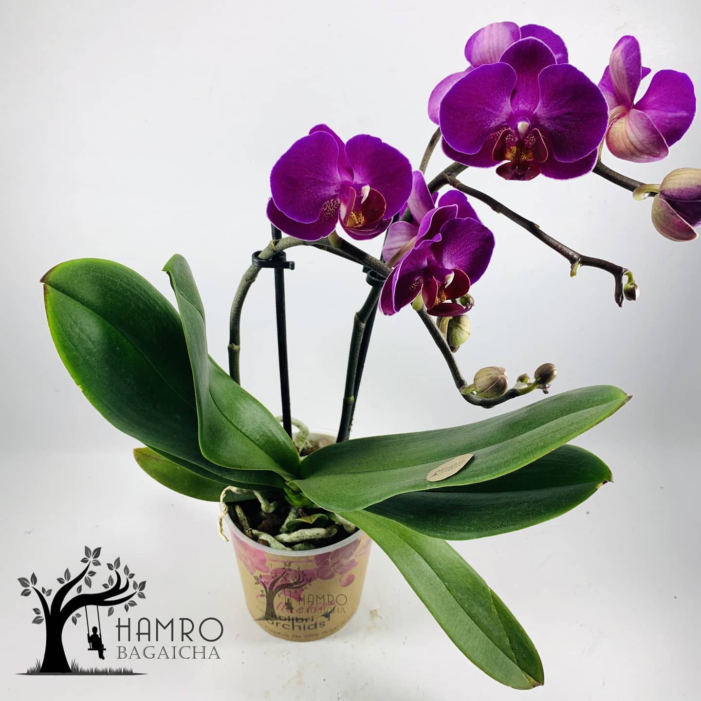 Orchid (2 Stick) Plant